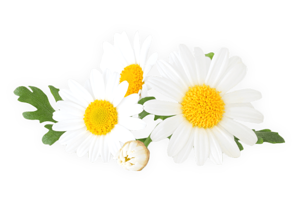 Nutrition Blends Nutrition Blends - Official Site - Nutrition Blends Nutrition Blends - Official Site -